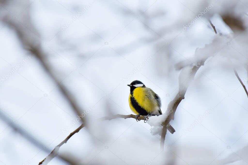 Great Tit (Parus major) is a small colorful bird sitting on a snow-covered branch in a winter day.