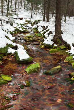 Kışın ormandaki bir dağ nehri, sakin sular nehir yatağı boyunca taşlarla kaplı yeşil yosunlarla akar..