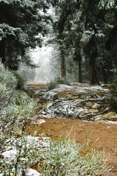 Hiking Mountain Trail Leading Forest Snieznik Mountain Peak Winter Landscape — Stock Photo, Image