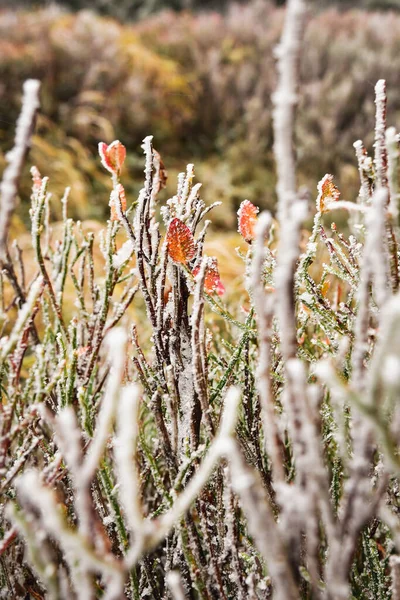 Frostad Bärbuske Solig Dag Fjällen Färgglad Växtlighet Längs Leden — Stockfoto