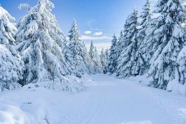 Winter Landscape Mountains Snow Covered Forest Mountain Hiking Trail View — Stock Photo, Image