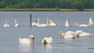 Mute swan - Cygnus olor - a large water bird with white plumage. Birds are looking for food under water, they lower their heads to draw out green algae.