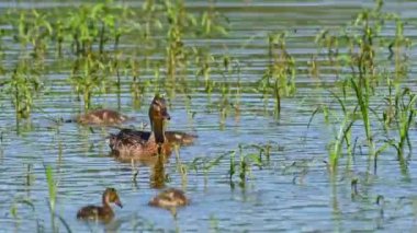Mallard (Anas platyrhynchos) is a large water bird with brown plumage. A female with young chicks swims on a pond among the aquatic vegetation on a sunny day.