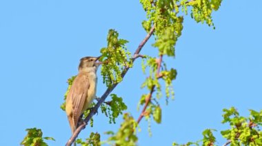 Great reed warbler - Acrocephalus arundinaceus - a small migratory bird with light brown plumage, sits on a tree branch and sings loudly on a sunny day.