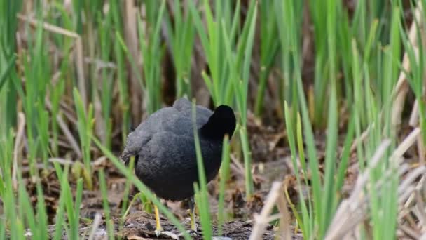 Eurasian Coot Fulica Atra Medium Sized Water Bird Black Plumage — Vídeo de Stock