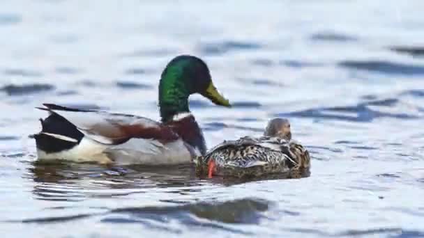 Mallard Anas Platyrhynchos Medium Sized Water Bird Male Green Head — Video Stock