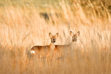 Young deer stand in the meadow among tall grass and look for threats, view at sunset.