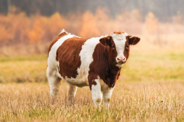 A brown and white dairy cow grazes in a meadow near the forest in the late afternoon.