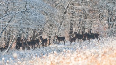 A small herd of roe deer is feeding in a snow-covered clearing on a sunny winter day.