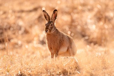 European hare (Lepus europaeus) medium-sized mammal with long ears sits in a field among grasses, viewed on a sunny day.