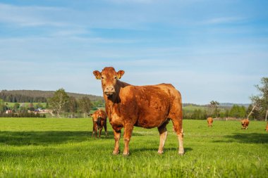 A herd of cows graze on the green grass, brown-colored animals walk across the field on a sunny summer day.