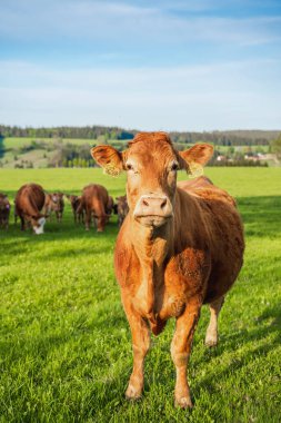 A herd of cows graze on the green grass, brown-colored animals walk across the field on a sunny summer day.