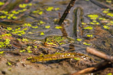 A green marsh frog (Pelophylax ridibundus) sits in the water among the vegetation at the edge of a lake.