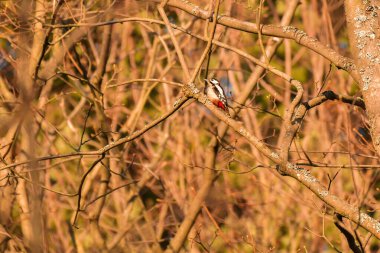 Great spotted woodpecker - Dendrocopos major - medium-sized colorful bird sitting on a tree branch in the forest.