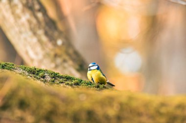 Eurasian blue tit - Cyanistes caeruleus - a small colorful bird with a yellow belly and bluish wings, sitting on a tree branch covered with moss, the natural habitat of the bird in the forest.