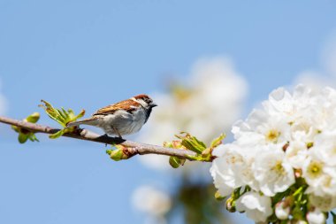 House Sparrow (Passer Domesticus) A small bird with brown gray plumage sits on a branch between flourished white flowers, sunny summer day.