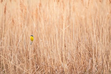 Western Yellow Wagtail - Motacilla flava - A small bird with yellow plumage sits on dry reed among the brush.