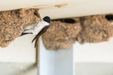 Common house martin (Delichon urbicum) is a small migratory bird with a white belly and dark wings. The bird sits at the entrance to the nest, made of spherical-shaped mud under the bridge.