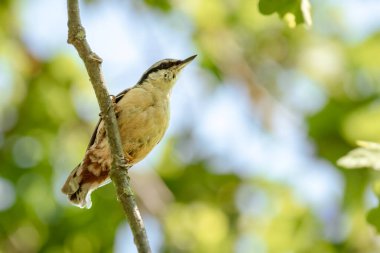 Eurasian nuthatch (Sitta europaea) A small, young bird in a juvenile garment sits on a tree branch in the shade on a sunny summer day.