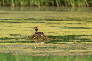 Great crested grebe (Podiceps cristatus) medium-sized migratory water bird, breeding season. The female sits on the nest and incubates the eggs, the nest is made of aquatic vegetation on the pond.
