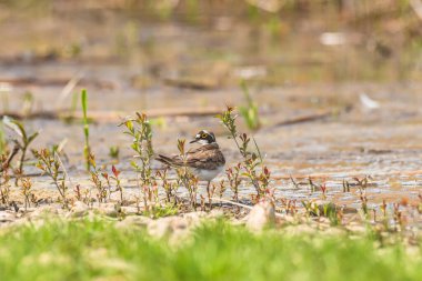 Little ringed plover - Charadrius dubius - a small bird with brown wings and a white belly, the bird feeds on the shores of the lake among vegetation and stones.