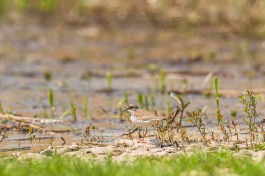 Little ringed plover - Charadrius dubius - a small bird with brown wings and a white belly, the bird feeds on the shores of the lake among vegetation and stones.