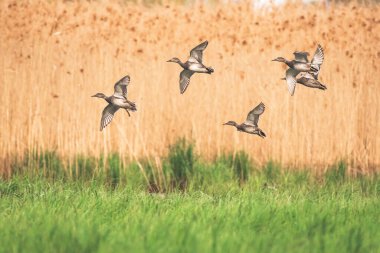 Gadwall - Mareca strepera - a medium-sized water bird from the duck family, ducks fly over green grass next to tall reeds.