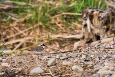 Little ringed plover - Charadrius dubius - a small bird with brown wings and a white belly, the bird feeds on the shores of the lake among vegetation and stones.