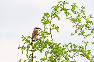 Red-backed shrike - Lanius collurio - A small bird with brown wings and a gray head sits on a green branch on a sunny day.