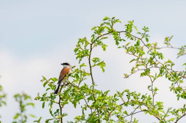 Red-backed shrike - Lanius collurio - A small bird with brown wings and a gray head sits on a green branch on a sunny day.