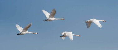 Mute swan - Cygnus olor - a large water bird with white plumage and orange beak and a long neck, a bird that flies during the day.
