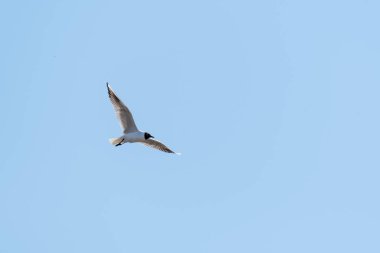Black-headed gull - Chroicocephalus ridibundus - a medium-sized water bird with white plumage and black head, a mating bird in flight.