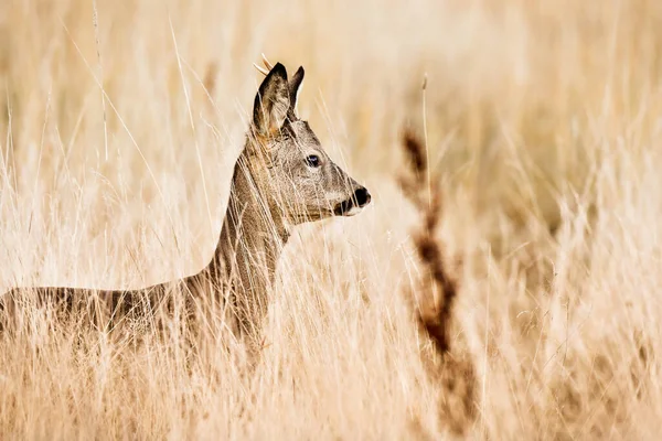 Young Deer Stand Meadow Tall Grass Look Threats View Sunset — Zdjęcie stockowe