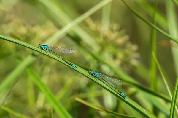Dragonfly Odonata Insect Blue Color Long Abdomen Sits Green Leaf — ストック写真