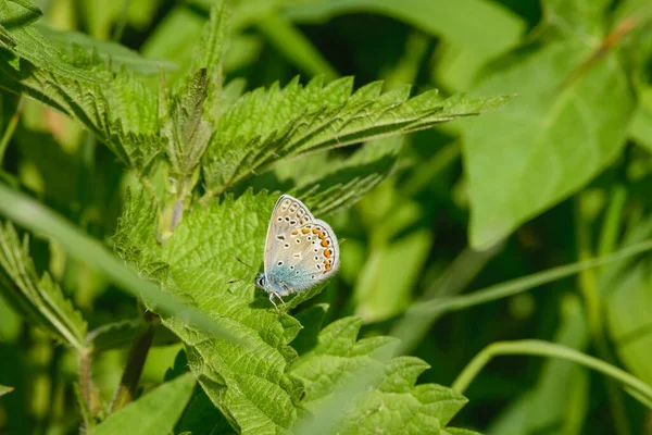Common Blue Polyommatus Icarus Species Day Butterfly Male Colored Dotted — Photo