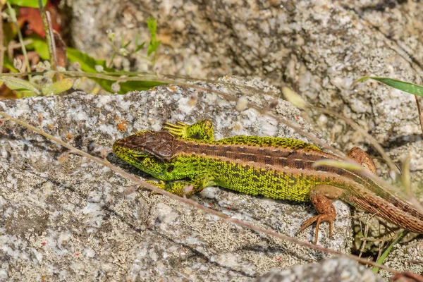 Sand Lizard Lacerta Agilis Male Bright Green Color Reptile Basking — Foto de Stock