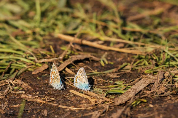 Common Blue Polyommatus Icarus Species Day Butterfly Pair Insects Colorful — ストック写真