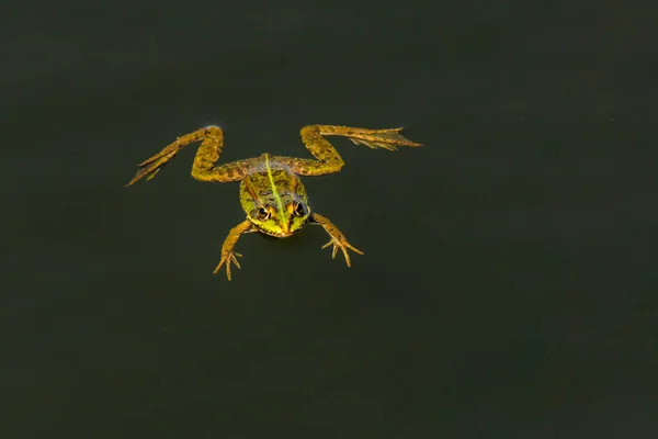 Marsh Frog Pelophylax Ridibundus Green Amphibian Floats Motionless Water Edge — Foto Stock
