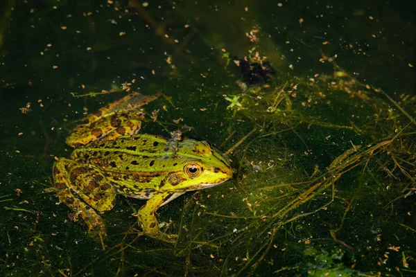 Green Marsh Frog Pelophylax Ridibundus Sits Water Vegetation Edge Lake — Foto Stock