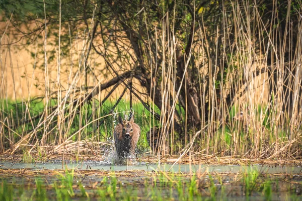 Roe Deer Capreolus Capreolus Male Small Antlers Brown Wet Hair — Zdjęcie stockowe