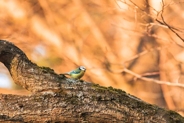 Eurasian blue tit - Cyanistes caeruleus - a small colorful bird with a yellow belly and bluish wings, sitting on a tree branch covered with moss, the natural habitat of the bird in the forest.