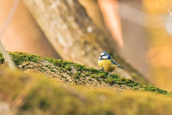 Eurasian blue tit - Cyanistes caeruleus - a small colorful bird with a yellow belly and bluish wings, sitting on a tree branch covered with moss, the natural habitat of the bird in the forest.