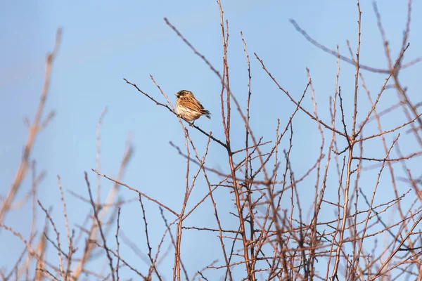 House Sparrow Passer Domesticus Small Brown Bird Sits Thin Branch — Fotografia de Stock