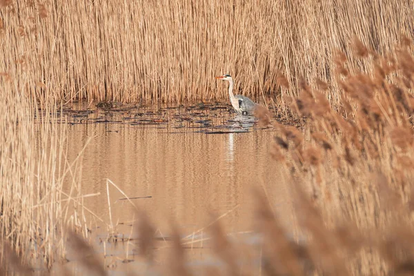 Gray Heron Ardea Cinerea Large Water Bird Stands Shallow Water — Stockfoto