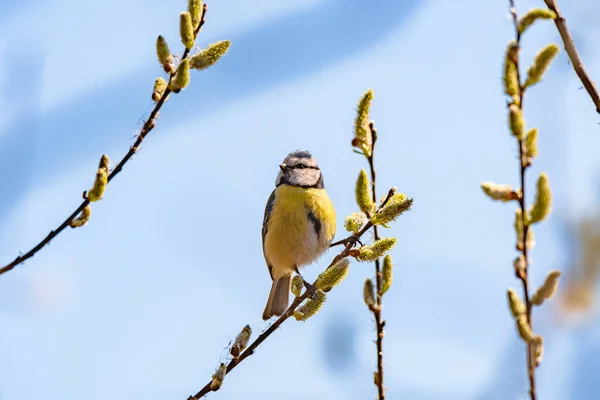 Eurasian Blue Tit Cyanistes Caeruleus Small Colorful Bird Yellow Belly — Foto de Stock