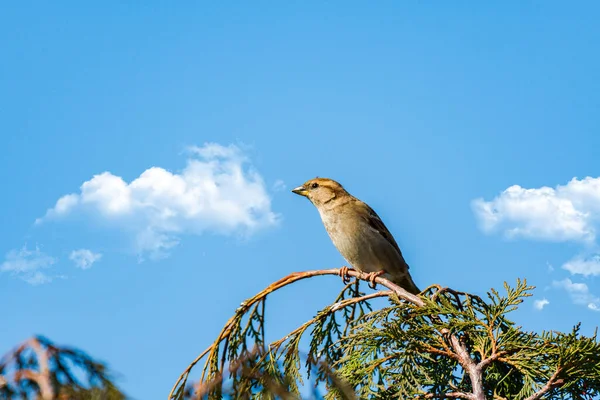 House Sparrow Passer Domesticus Small Young Brown Bird Sits Thin — Fotografia de Stock