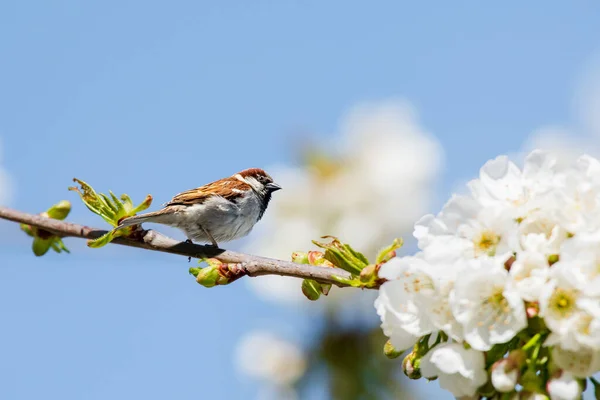 House Sparrow Passer Domesticus Small Bird Brown Gray Plumage Sits — Stok fotoğraf