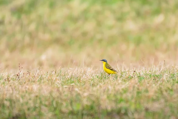 Western Yellow Wagtail Motacilla Flava Small Bird Yellow Plumage Walks — Stock Photo, Image