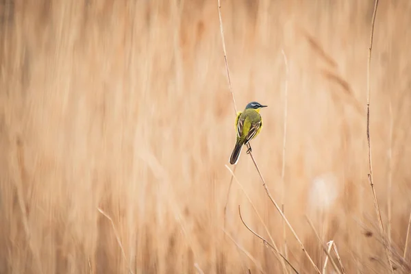 Western Yellow Wagtail Motacilla Flava Small Bird Yellow Plumage Sits — Stok fotoğraf