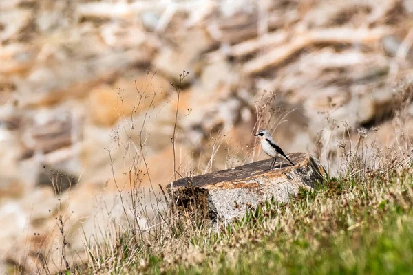 Eurasian Coot Oenanthe Oenanthe Small Migratory Bird Male Mating Robe — Fotografia de Stock